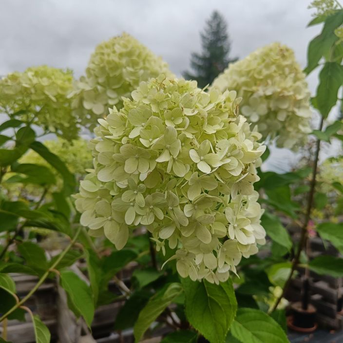 SYYSHORTENSIA 'LIMELIGHT' Hydrangea paniculata 'Limelight' runko 90 cm tuotekuva 1 SYYSHORTENSIA 'LIMELIGHT' Hydrangea paniculata 'Limelight' runko 90 cm tuotekuva 1