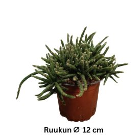 HIUSKORALLIKAKTUS / HIIRENHÄNTÄKAKTUS Rhipsalis baccifera horrida P12