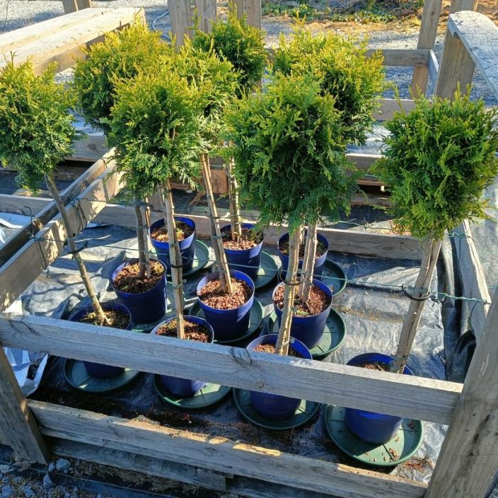 KARTIOTUIJA 'BRABANT' Thuja occidentalis 'Brabant' palloksi leikattu, rungon korkeus n.50cm Rungolliseksi palloksi muotoiltu