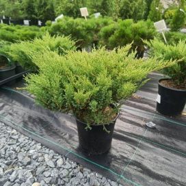 LAAKAKATAJA 'ANDORRA COMPACT' Juniperus horizontalis 'Andorra Compact' 30-40 cm
