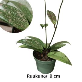 POSLIINIKUKKA Hoya wibergiae P9