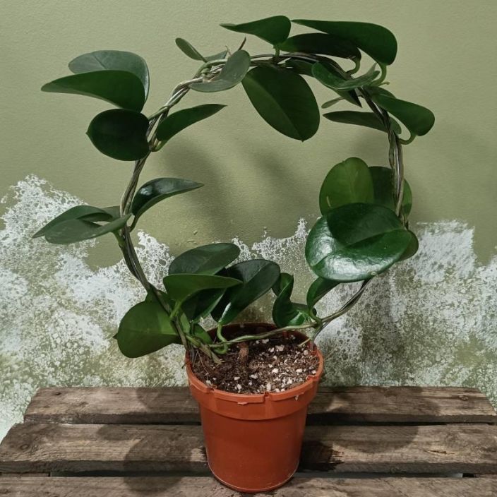 AUSTRALIANPOSLIINIKUKKA Hoya australis kaaressa P12 Vihrealehtinen posliinikukka AUSTRALIANPOSLIINIKUKKA Hoya australis kaaressa P12 Vihrealehtinen posliinikukka