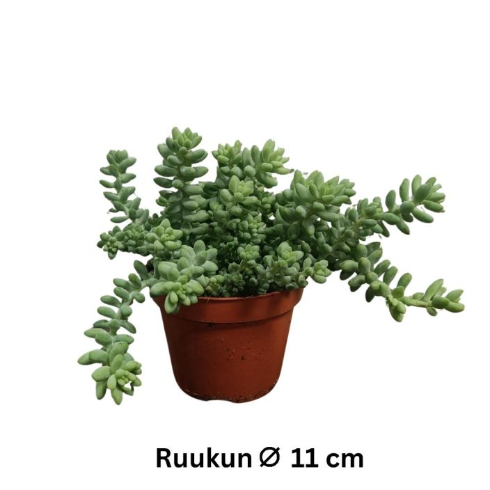 AASINMAKSARUOHO Sedum morganianum 'Burrito' P11 Pampulainen ja kasvettuaan roikkuva mehikasvi AASINMAKSARUOHO Sedum morganianum 'Burrito' P11 Pampulainen ja kasvettuaan roikkuva mehikasvi
