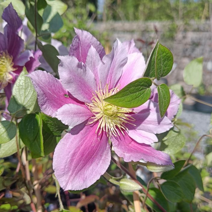 LOISTOKARHO 'PIILU' Clematis 'Piilu' At 1L Valko-vaaleanpunainen karho LOISTOKARHO 'PIILU' Clematis 'Piilu' At 1L Valko-vaaleanpunainen karho