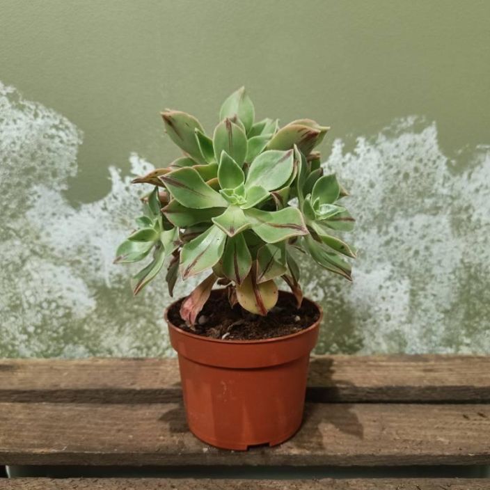 MEHIPUU 'RED STRIPE' Aeonium leucoblepharum 'Red Stripe' P10,5 Mehiruusukkeita varren paassa