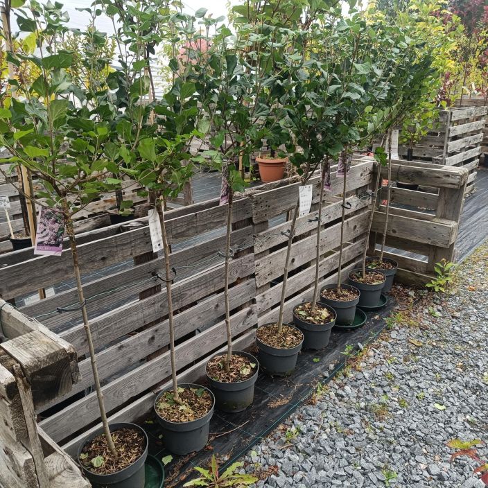 PIKKUSYREENI 'PALIBIN' Syringa meyeri 'Palibin' runko 80 cm tuotekuva 1 PIKKUSYREENI 'PALIBIN' Syringa meyeri 'Palibin' runko 80 cm tuotekuva 1