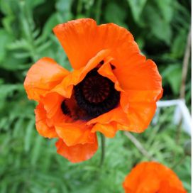 ISOIDÄNUNIKKO Papaver pseudo-orientale P10
