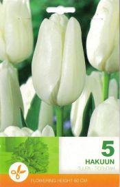 TULPPAANI 'HAKUUN' Tulipa 'Hakuun' 5 sipulia
