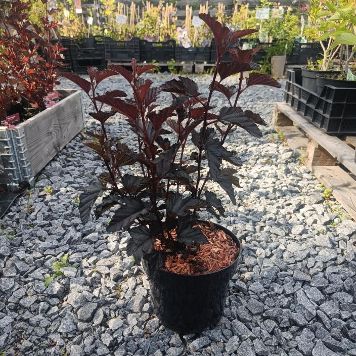 PURPPURAHEISIANGERVO 'PANTHER' Physocarpus opulifolius 'Panther' AT 3L Hyvin tummalehtinen purppuraheisiangervo / VAIN NOUTO PURPPURAHEISIANGERVO 'PANTHER' Physocarpus opulifolius 'Panther' AT 3L Hyvin tummalehtinen purppuraheisiangervo / VAIN NOUTO