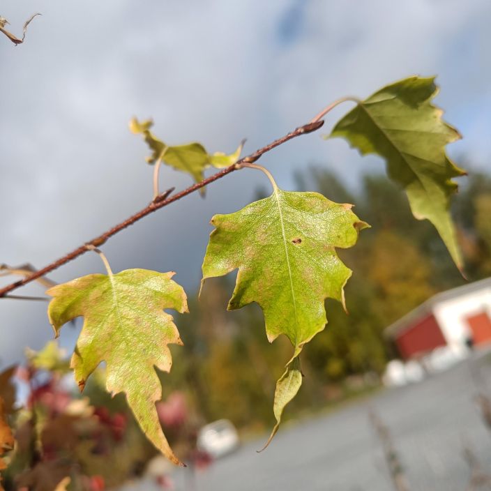 LIUSKAVISAKOIVU Betula pendula var. carelica 'Kalervo' 125-150 cm Liuskalehtinen, alhaalta haarova rauduskoivun muoto / VAIN LIUSKAVISAKOIVU Betula pendula var. carelica 'Kalervo' 125-150 cm Liuskalehtinen, alhaalta haarova rauduskoivun muoto / VAIN