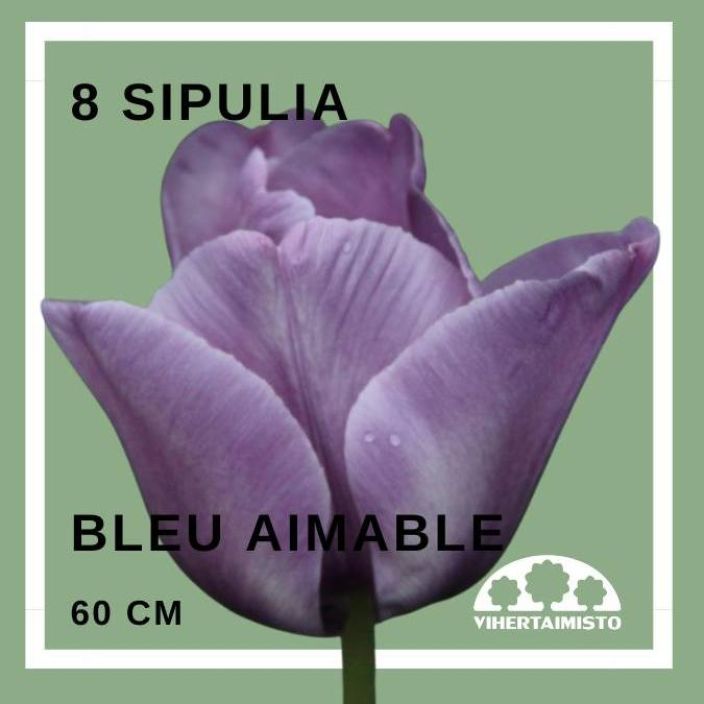 TULPPAANI 'BLEU AIMABLE' Tulipa 'Bleu Aimable' 8 sipulia 8 sipulia pussissa
