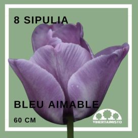 TULPPAANI 'BLEU AIMABLE' Tulipa 'Bleu Aimable' 8 sipulia