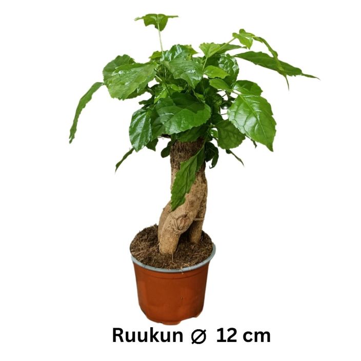 HELLEPUU / HUONESAARNI Radermachera sinica P12 bonsaimalli Hyva aihio bonsaipuun kasvatukseen HELLEPUU / HUONESAARNI Radermachera sinica P12 bonsaimalli Hyva aihio bonsaipuun kasvatukseen
