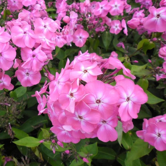 SYYSLEIMU 'ELLI' Phlox paniculata 'Elli' P10 Vaaleanpunakukkainen leimukukka SYYSLEIMU 'ELLI' Phlox paniculata 'Elli' P10 Vaaleanpunakukkainen leimukukka