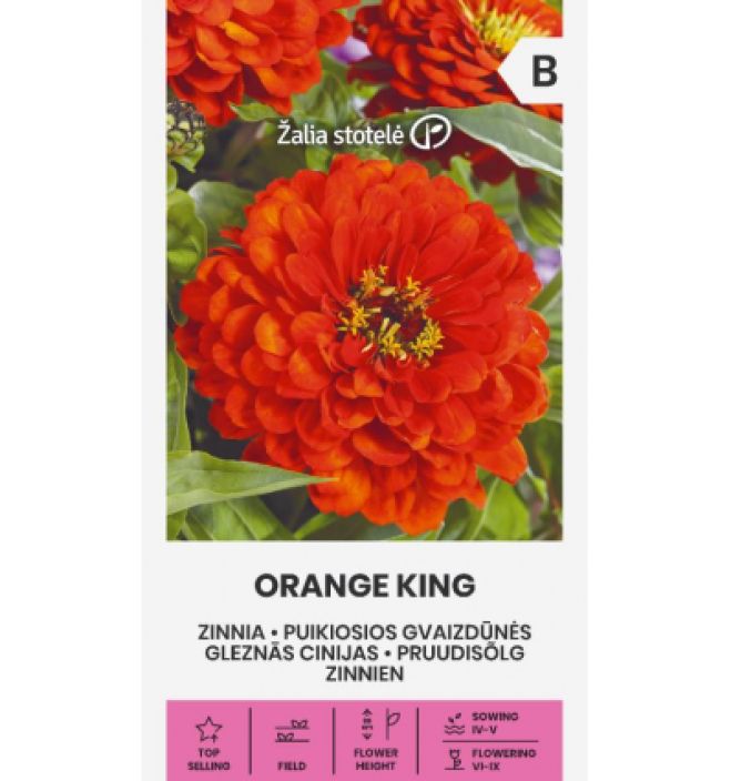 Tsinnia 'Orange King' Yksivuotinen, korkea paahdepaikan kukkija Tsinnia 'Orange King' Yksivuotinen, korkea paahdepaikan kukkija
