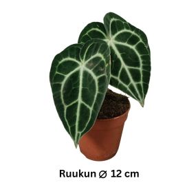 HERTTAFLAMINGONKUKKA Anthurium clarinervium P12