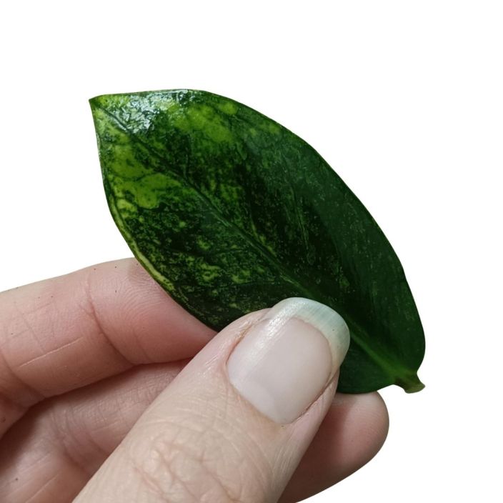 PALMUVEHKA 'CHAMELEON' Zamioculcas zamiifolia 'Chameleon' LEHDYKKAPISTOKAS Lehdykkapistokas ilman juuria / LUE KOKO KUVAUS