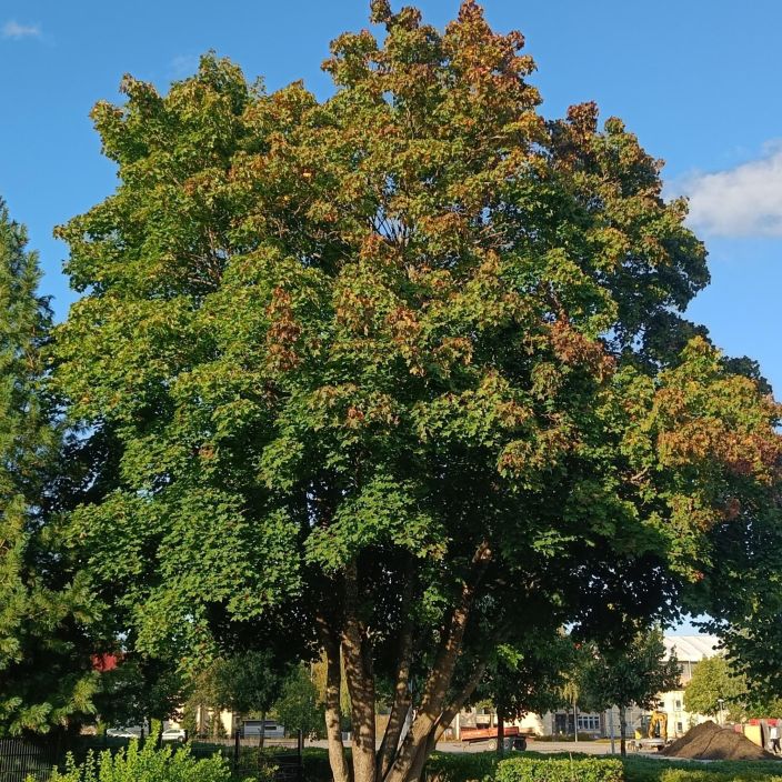 METSÄVAAHTERA Acer platanoides 150-250 cm tuotekuva 1