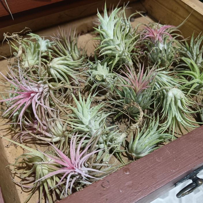 ILMAKASVI MIX Tillandsia mix Erilaisia, pikkuisia ilmakasveja. 3 kpl kympilla!
