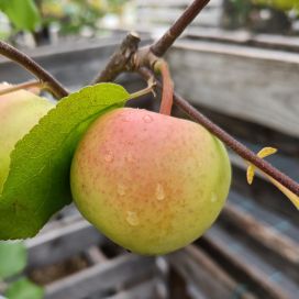 KESÄOMENA 'VUOKKO' Malus domestica 'Vuokko' At 7,5L