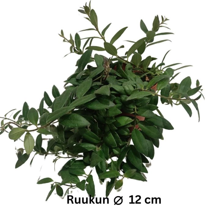 SOIHTUKOYNNOS 'CARO IMPROVED' Aeschynanthus 'Caro Improved' P12 Punaisilla kukilla kukkiva soihtukoynnos / kasveissa ei ole SOIHTUKOYNNOS 'CARO IMPROVED' Aeschynanthus 'Caro Improved' P12 Punaisilla kukilla kukkiva soihtukoynnos / kasveissa ei ole