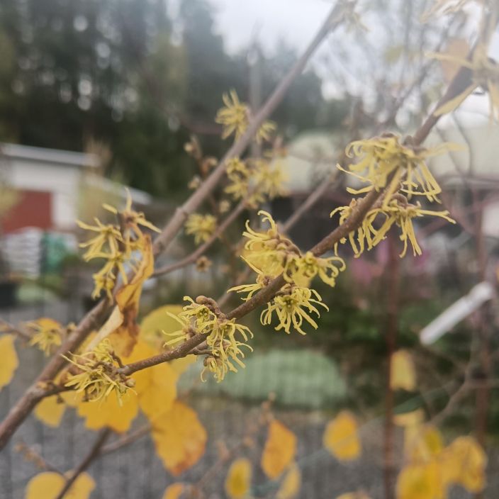 AMERIKANTAIKAPAHKINA Hamamelis virginiana amerikantaikapahkina 80-100 cm Syksylla keltaisin kukin kukkiva pahkinalaji / VAIN AMERIKANTAIKAPAHKINA Hamamelis virginiana amerikantaikapahkina 80-100 cm Syksylla keltaisin kukin kukkiva pahkinalaji / VAIN