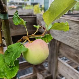 SYYSOMENA 'MOSKOVAN PÄÄRYNÄOMENA' Malus domestica 'Moskovan Päärynäomena'
