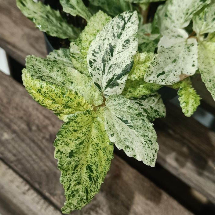 VIHERPANTTERIKÖYNNÖS 'VARIEGATA' Pellionia repens 'Variegata' P12 tuotekuva 1 VIHERPANTTERIKÖYNNÖS 'VARIEGATA' Pellionia repens 'Variegata' P12 tuotekuva 1