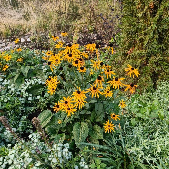 SADEPAIVANHATTU 'GOLDSCHIRM' Rudbeckia fulgida 'Goldschirm' P9 Keltakukkainen syksyn porriaiskasvi SADEPAIVANHATTU 'GOLDSCHIRM' Rudbeckia fulgida 'Goldschirm' P9 Keltakukkainen syksyn porriaiskasvi