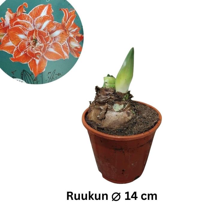 RITARINKUKKA 'HAPPY NYMPH' Hippeastrum 'Happy Nymph' P14 Amaryllikseksikin kutsuttu, kerrottukukkainen joulukukka / VAIN