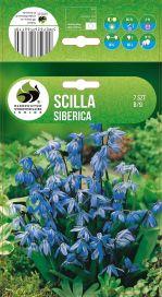 IDÄNSINILILJA Scilla sibirica 7 sipulia