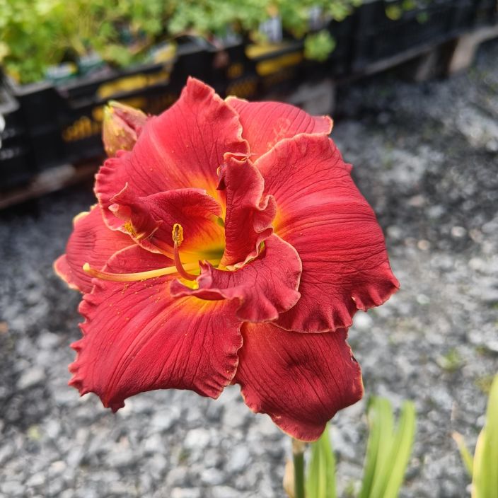 TARHAPAIVANLILJA 'RUBY CORSAGE' Hemerocallis 'Ruby Corsage' P11 Rimpsureunainen, voimakkaanpunainen paivanlilja TARHAPAIVANLILJA 'RUBY CORSAGE' Hemerocallis 'Ruby Corsage' P11 Rimpsureunainen, voimakkaanpunainen paivanlilja