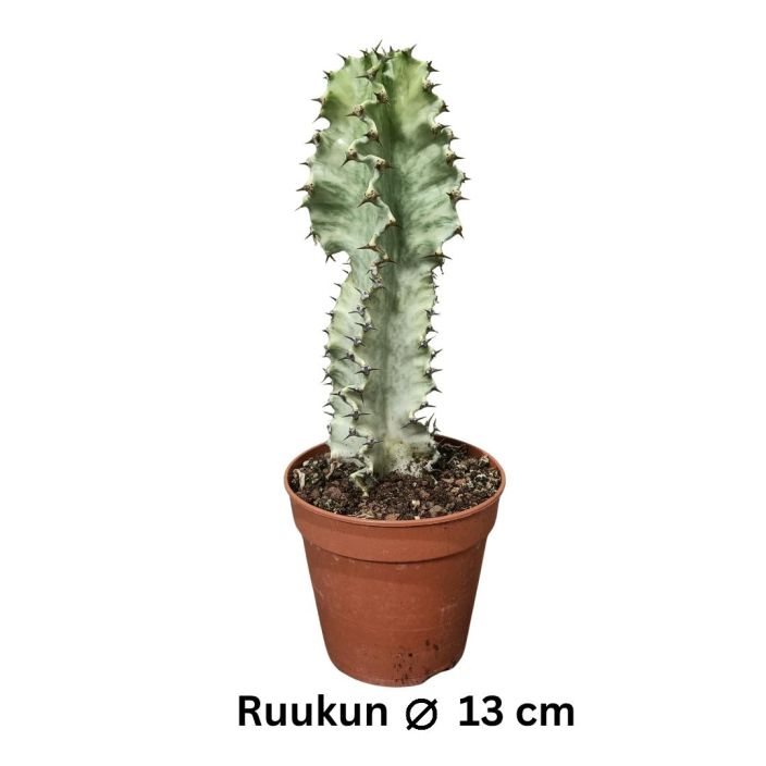 JATTITYRAKKI 'MARMORATA' Euphorbia ingens 'Marmorata' P13 Kalpeanvarinen tyrakki