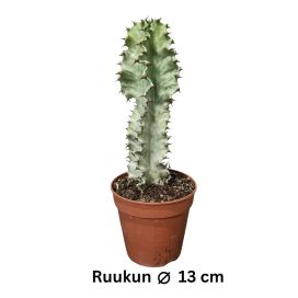 JÄTTITYRÄKKI 'MARMORATA' Euphorbia ingens 'Marmorata' P13