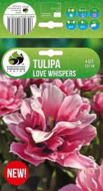 TULPPAANI 'LOVE WHISPERS' Tulipa 'Love Whispers' 4 sipulia