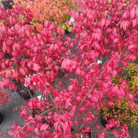PALLESORVARINPENSAS, Euonymus alatus 'Compactus'