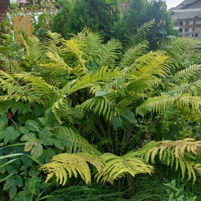 KOTKANSIIPI Matteuchia struthiopteris P11 Suurilehtinen saniainen pihan varjopuolelle KOTKANSIIPI Matteuchia struthiopteris P11 Suurilehtinen saniainen pihan varjopuolelle