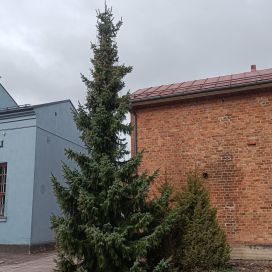 SERBIANKUUSI Picea omorika 80 - 100 cm 15l