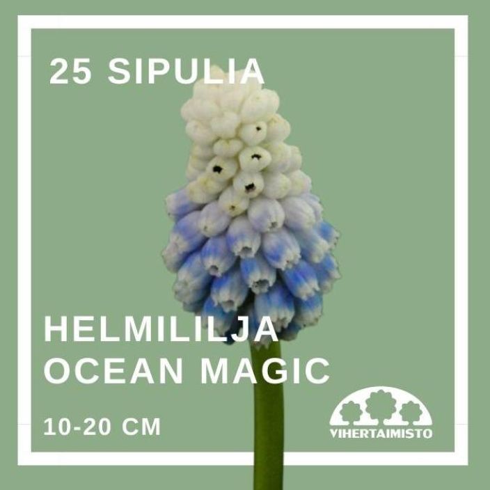 HELMILILJA 'OCEAN MAGIC' Muscari 'Ocean Magic' 25 sipulia 25 sipulia pussissa HELMILILJA 'OCEAN MAGIC' Muscari 'Ocean Magic' 25 sipulia 25 sipulia pussissa