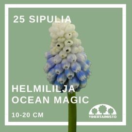HELMILILJA 'OCEAN MAGIC' Muscari 'Ocean Magic' 25 sipulia