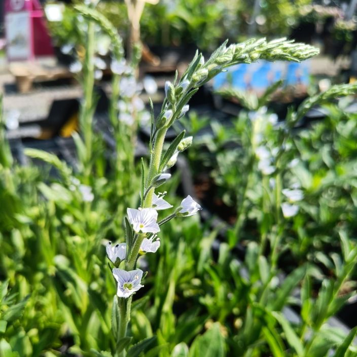 UNELMATADYKE Veronica gentianoides P9 Sinikukkainen perenna UNELMATADYKE Veronica gentianoides P9 Sinikukkainen perenna