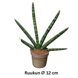 KEIHÄSANOPINKIELI 'HANDSHAKE' Dracaena (ent. Sansevieria) cylindrica 'Handshake' P12