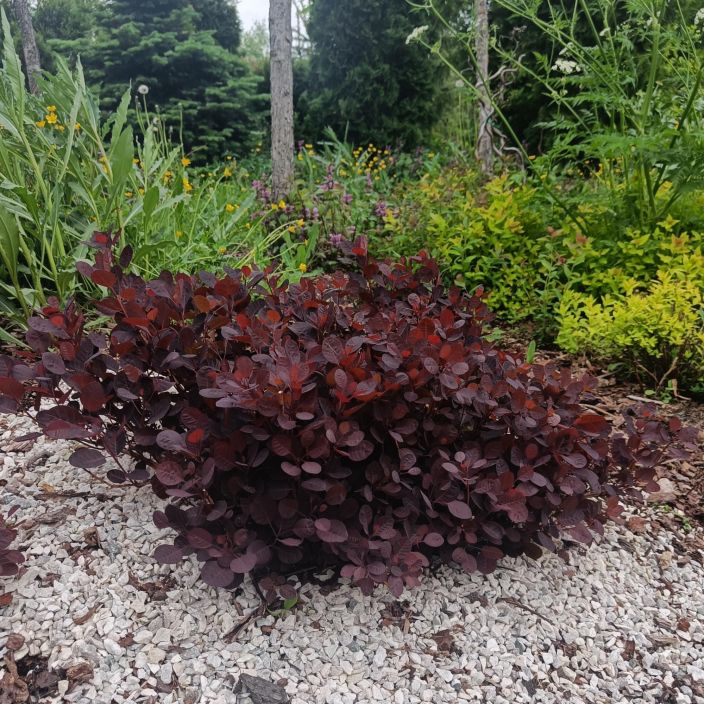 PERUUKKIPENSAS 'ROYAL PURPLE' Cotinus coggygria 'Royal Purple' Tummalehtinen peruukkipensas. PERUUKKIPENSAS 'ROYAL PURPLE' Cotinus coggygria 'Royal Purple' Tummalehtinen peruukkipensas.