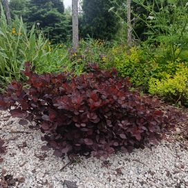 PERUUKKIPENSAS 'ROYAL PURPLE' Cotinus coggygria 'Royal Purple' AT 3L