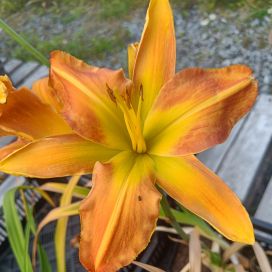 TARHAPÄIVÄNLILJA 'FRANK SMITH' Hemerocallis 'Frank Smith' P11