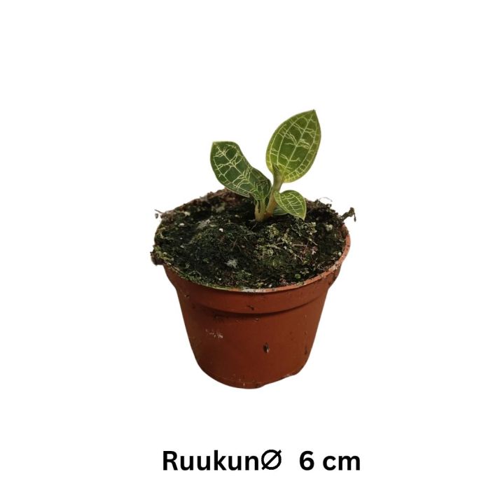JALOKIVIORKIDEA Macodes petola P6 Saihkyvanvihrea, pikkuinen maaorkidea JALOKIVIORKIDEA Macodes petola P6 Saihkyvanvihrea, pikkuinen maaorkidea