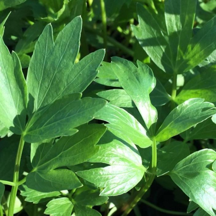 LIPSTIKKA Levisticum officinale P11 Myos liperi-nimella tunnettu maustekasvi. Monivuotinen. LIPSTIKKA Levisticum officinale P11 Myos liperi-nimella tunnettu maustekasvi. Monivuotinen.