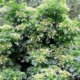 KÖYNNÖSHORTENSIA Hydrangea anomala subsp. petiolaris  AT 2L