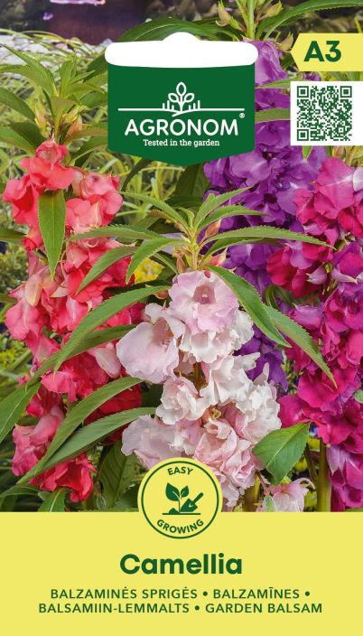 Palsami 'Camellia' Puolivarjoisassa viihtyva, yksivuotinen koristekasvi Palsami 'Camellia' Puolivarjoisassa viihtyva, yksivuotinen koristekasvi