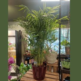 SIROVUORIPALMU Chamaedore elegans P17